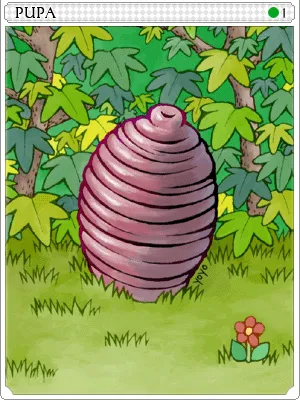 Carta Pupa